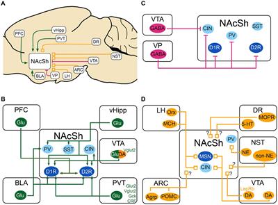 The nucleus accumbens shell: a neural hub at the interface of homeostatic and hedonic feeding